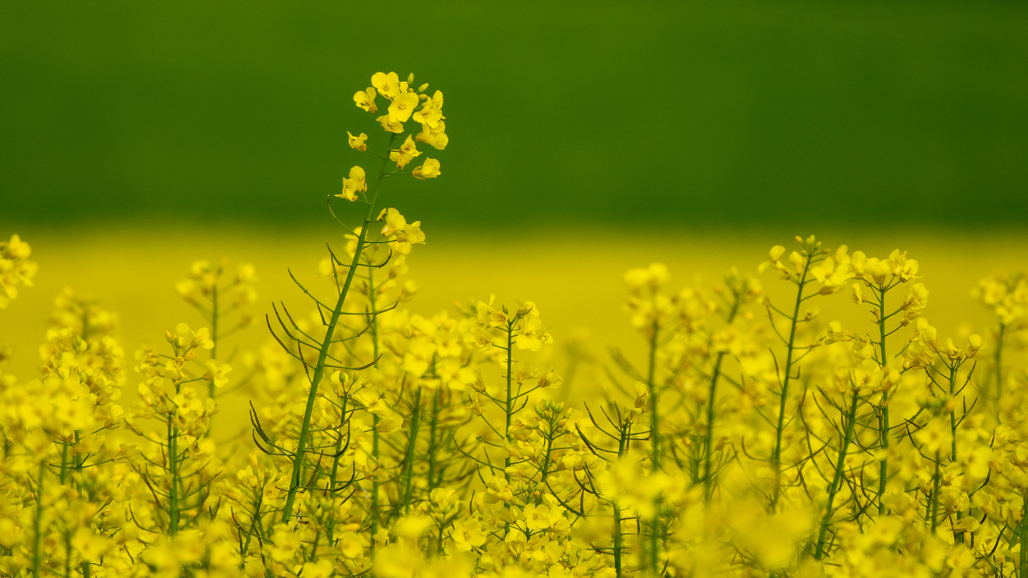 Mustard Crops