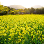 Mustard Crops