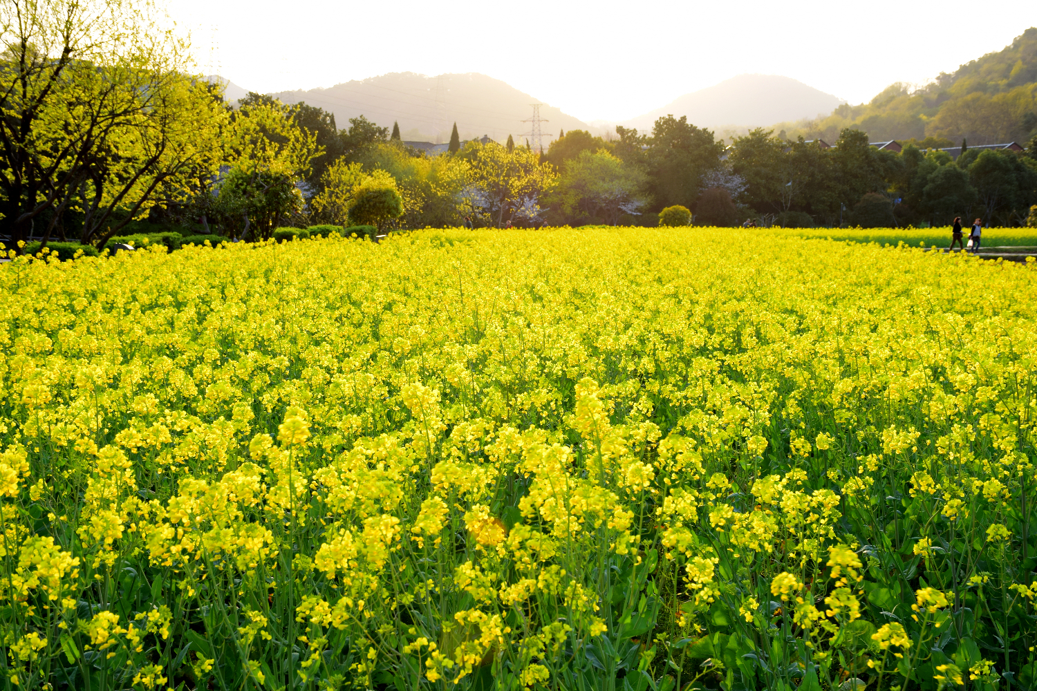 Mustard Crops