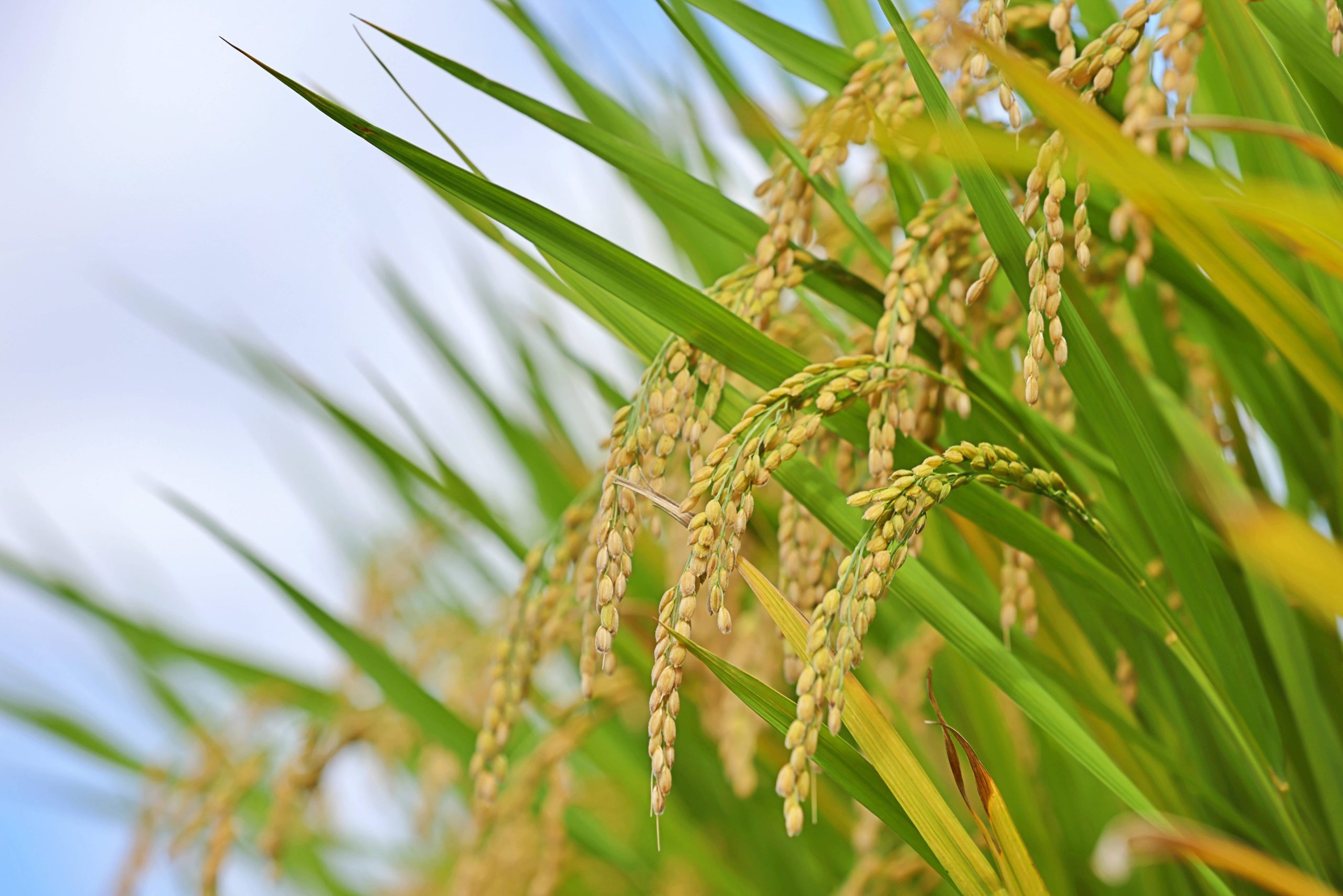 Rice Crops