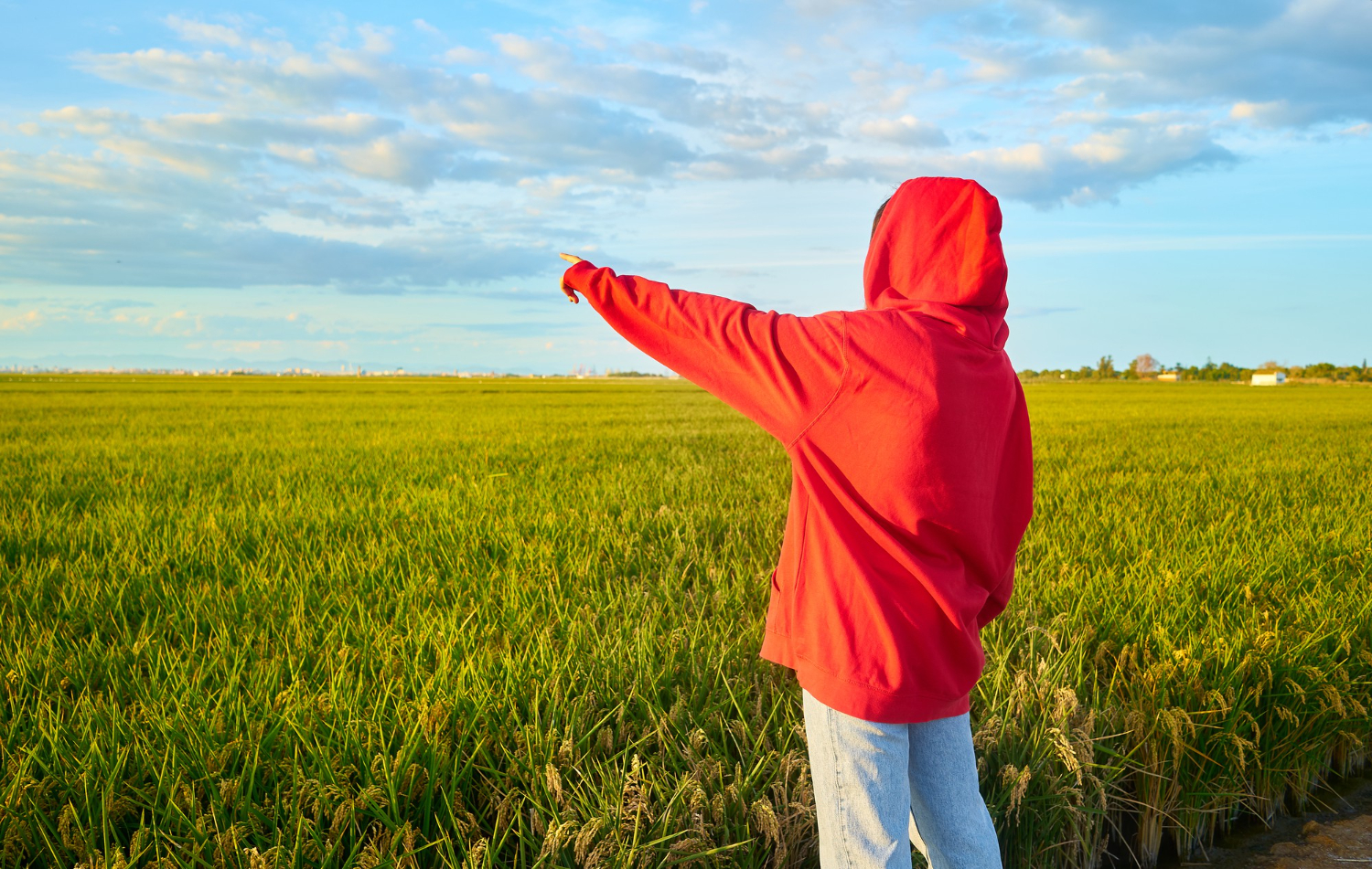 Wheat Crop