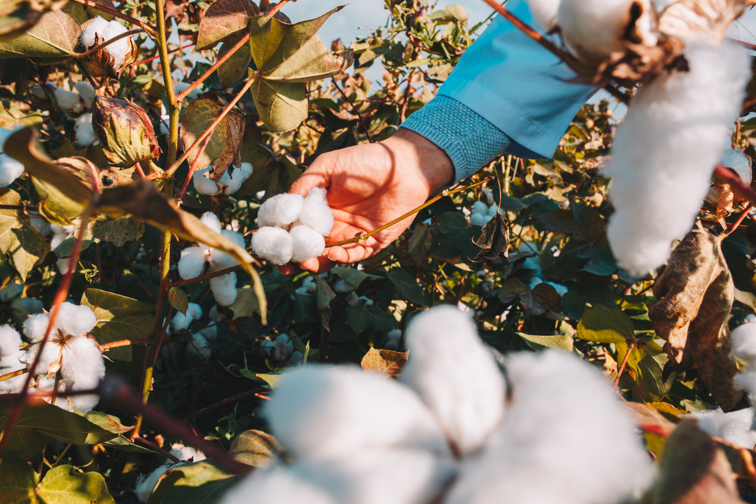 Cotton Through