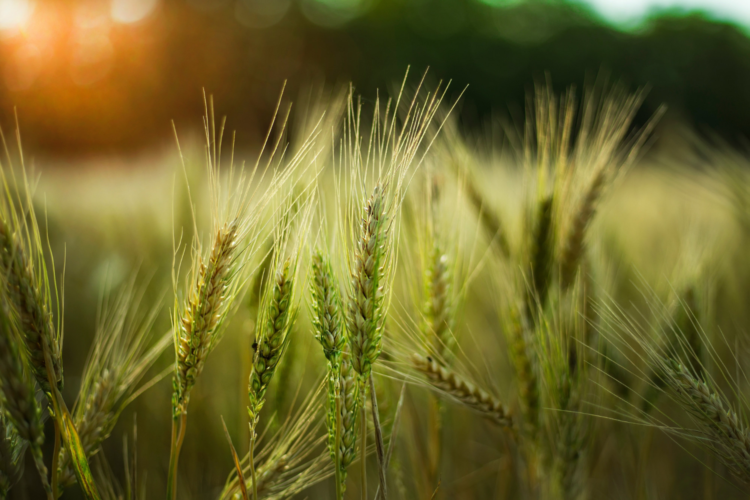 organicnaturalfarming