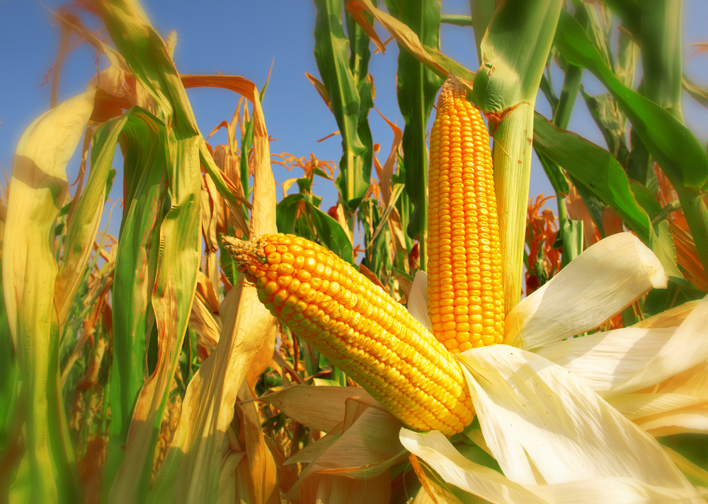 Sweetcorn Farming