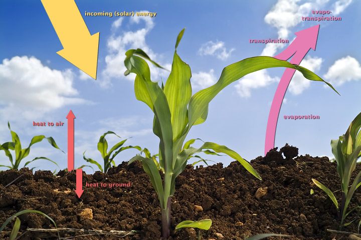 evapotranspiration