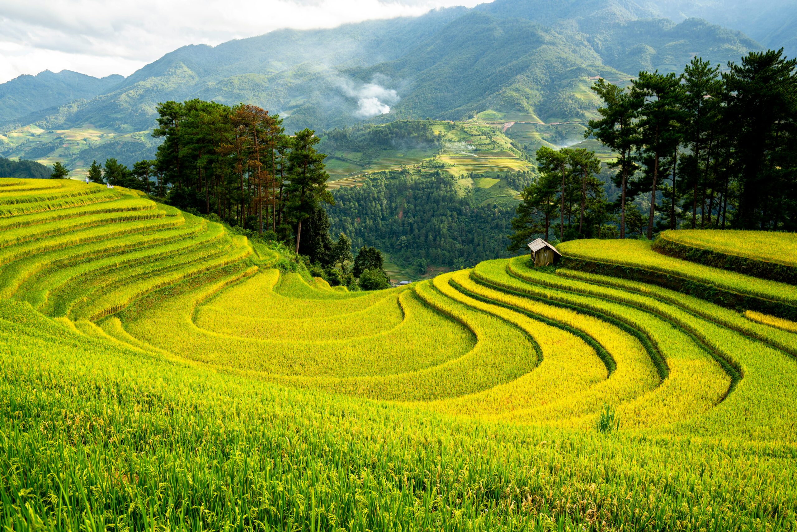 Terrace Farming