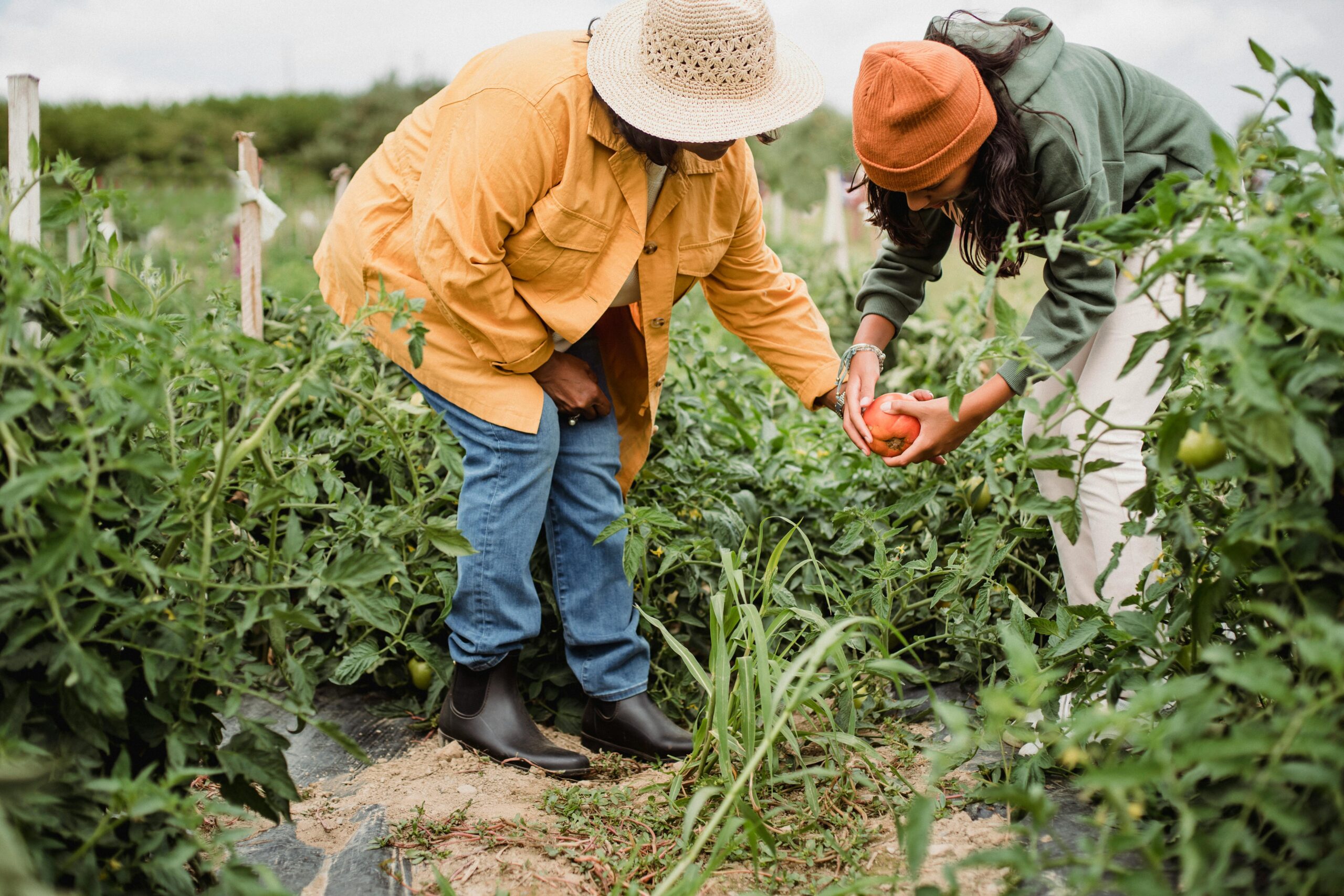 Food Crops