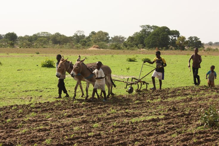 Intensive Subsistence Farming