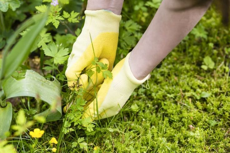 weed management