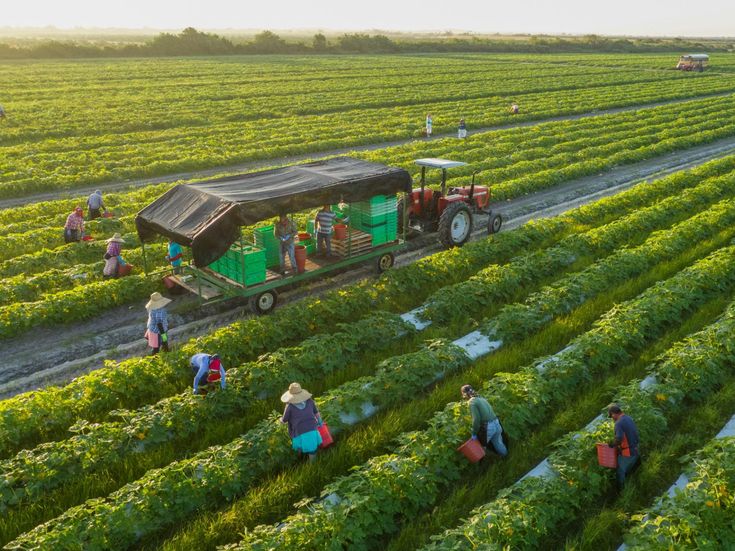 organic farming vs conventional farming