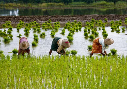 Types of organic farming