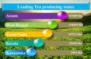 tea producing states in india