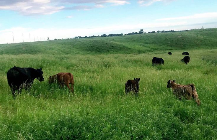 what are the benefits of cattle farming