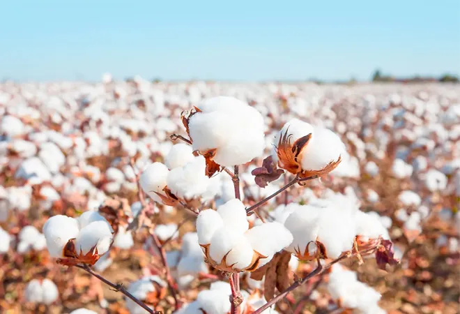 Indian cotton