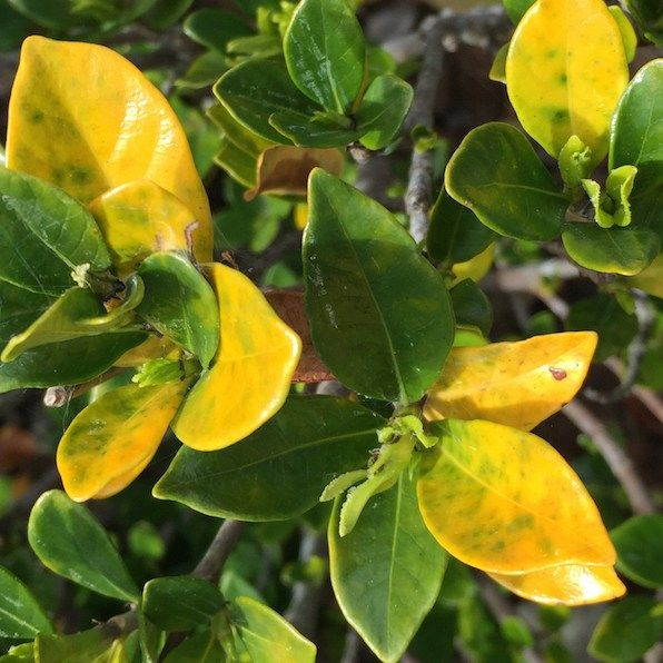 image-22 Why Yellowing of Leaves is Due to Deficiency of Essential Nutrients