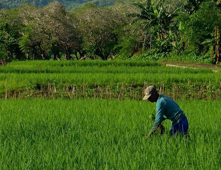 Examples of Intensive Subsistence Farming Around the World