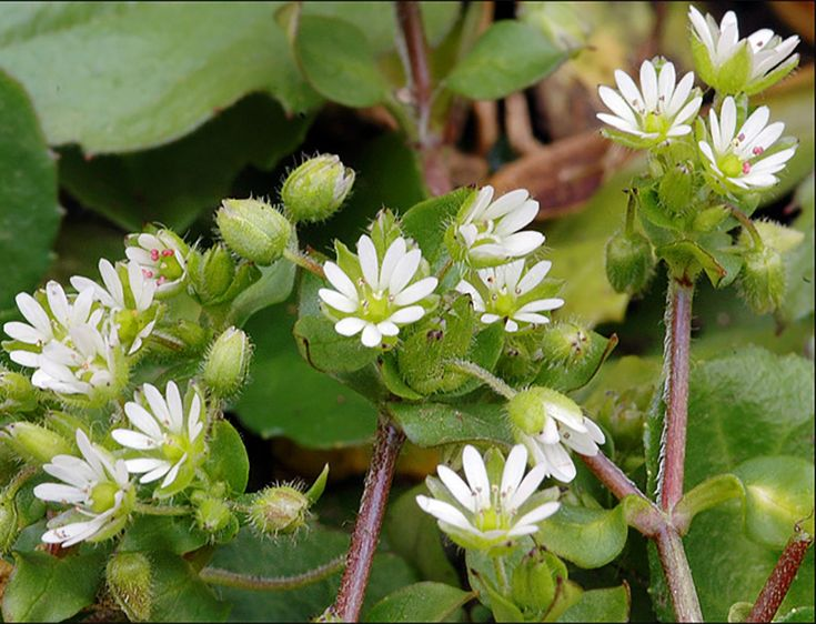 Cultural Practices for Weed Control