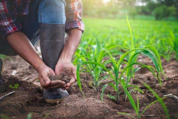 Biological Weed Control