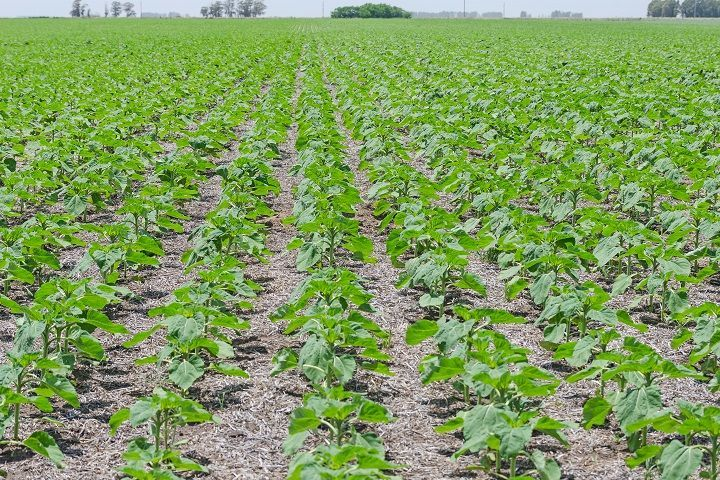 Cover Cropping and Weed Suppression