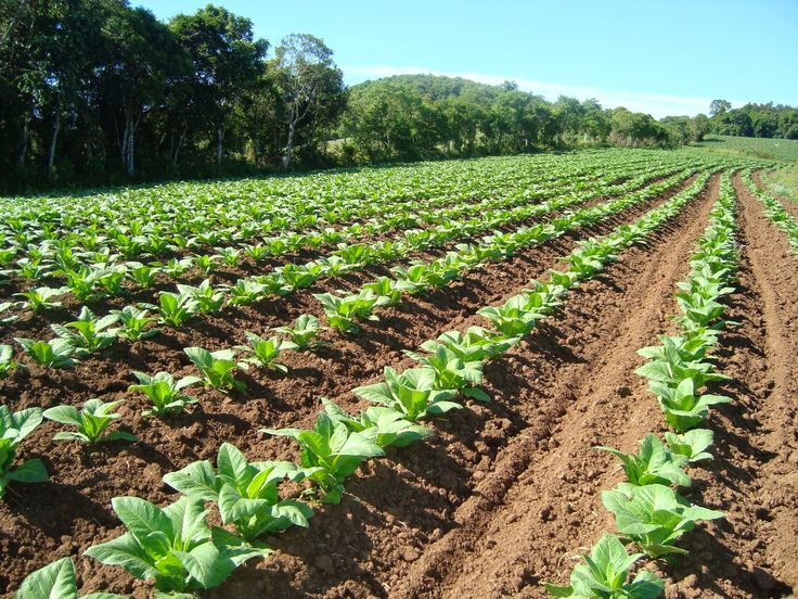 image-95 5 Types of Organic Farming You Need to Know About