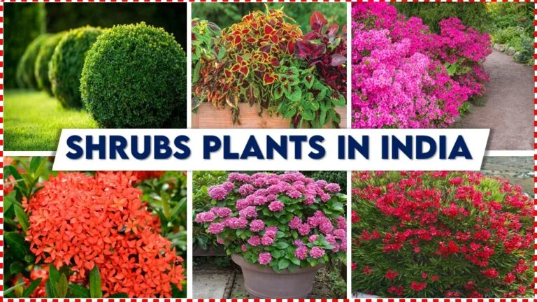 shrubs plants